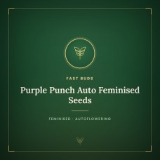 Purple Punch Auto Feminised Seeds Purple Punch Auto Feminised Seeds
