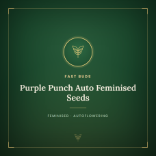 Purple Punch Auto Feminised Seeds Purple Punch Auto Feminised Seeds