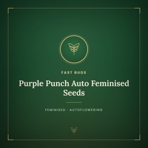 Purple Punch Auto Feminised Seeds
