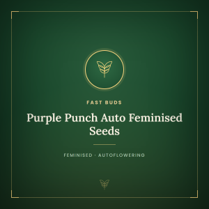 Purple Punch Auto Feminised Seeds Purple Punch Auto Feminised Seeds