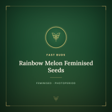 Rainbow Melon Feminised Seeds Rainbow Melon Feminised Seeds