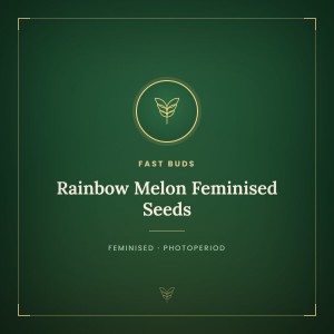Rainbow Melon Feminised Seeds