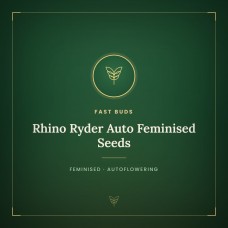 Rhino Ryder Auto Feminised Seeds Rhino Ryder Auto Feminised Seeds