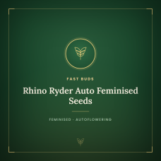 Rhino Ryder Auto Feminised Seeds Rhino Ryder Auto Feminised Seeds