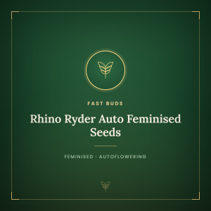 Rhino Ryder Auto Feminised Seeds Rhino Ryder Auto Feminised Seeds