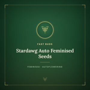 Stardawg Auto Feminised Seeds Stardawg Auto Feminised Seeds