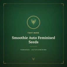 Smoothie Auto Feminised Seeds Smoothie Auto Feminised Seeds