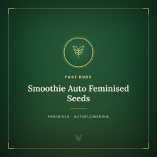 Smoothie Auto Feminised Seeds Smoothie Auto Feminised Seeds