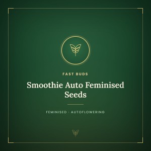 Smoothie Auto Feminised Seeds Smoothie Auto Feminised Seeds