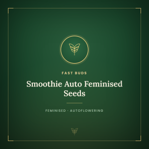 Smoothie Auto Feminised Seeds Smoothie Auto Feminised Seeds