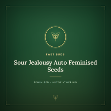 Sour Jealousy Auto Feminised Seeds Sour Jealousy Auto Feminised Seeds