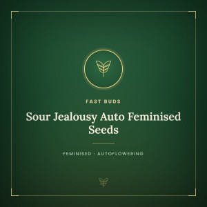 Sour Jealousy Auto Feminised Seeds Sour Jealousy Auto Feminised Seeds