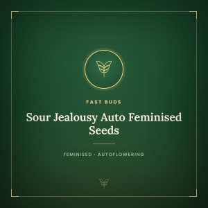 Sour Jealousy Auto Feminised Seeds Sour Jealousy Auto Feminised Seeds