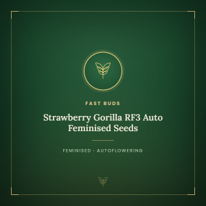 Strawberry Gorilla RF3 Auto Feminised Seeds Strawberry Gorilla RF3 Auto Feminised Seeds
