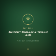 Strawberry Banana Auto Feminised Seeds Strawberry Banana Auto Feminised Seeds