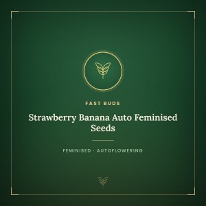 Strawberry Banana Auto Feminised Seeds