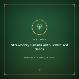 Strawberry Banana Auto Feminised Seeds Strawberry Banana Auto Feminised Seeds