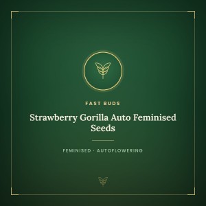 Strawberry Gorilla Auto Feminised Seeds Strawberry Gorilla Auto Feminised Seeds
