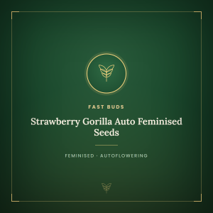 Strawberry Gorilla Auto Feminised Seeds Strawberry Gorilla Auto Feminised Seeds
