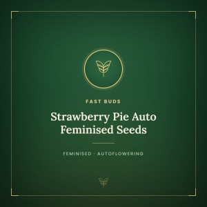 Strawberry Pie Auto Feminised Seeds Strawberry Pie Auto Feminised Seeds