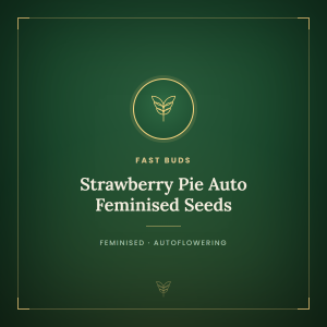 Strawberry Pie Auto Feminised Seeds Strawberry Pie Auto Feminised Seeds