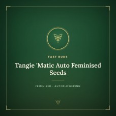 Tangie 'Matic Auto Feminised Seeds Tangie 'Matic Auto Feminised Seeds