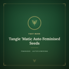 Tangie 'Matic Auto Feminised Seeds Tangie 'Matic Auto Feminised Seeds