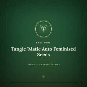 Tangie 'Matic Auto Feminised Seeds Tangie 'Matic Auto Feminised Seeds