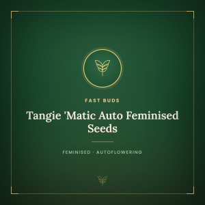 Tangie 'Matic Auto Feminised Seeds Tangie 'Matic Auto Feminised Seeds