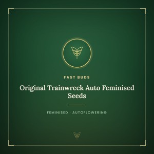 Original Trainwreck Auto Feminised Seeds Original Trainwreck Auto Feminised Seeds