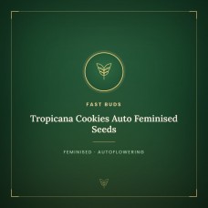 Tropicana Cookies Auto Feminised Seeds Tropicana Cookies Auto Feminised Seeds