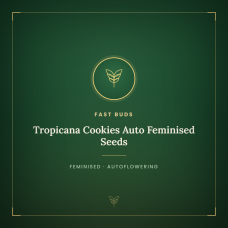 Tropicana Cookies Auto Feminised Seeds Tropicana Cookies Auto Feminised Seeds