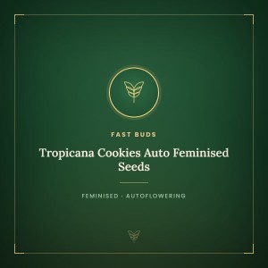 Tropicana Cookies Auto Feminised Seeds