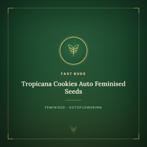 Tropicana Cookies Auto Feminised Seeds Tropicana Cookies Auto Feminised Seeds