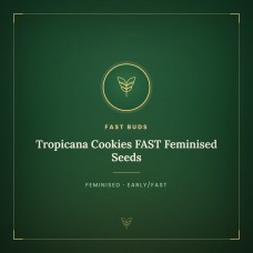 Tropicana Cookies FAST Feminised Seeds Tropicana Cookies FAST Feminised Seeds
