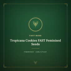 Tropicana Cookies FAST Feminised Seeds Tropicana Cookies FAST Feminised Seeds