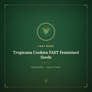 Tropicana Cookies FAST Feminised Seeds