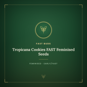 Tropicana Cookies FAST Feminised Seeds Tropicana Cookies FAST Feminised Seeds