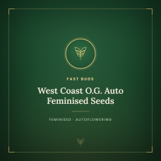 West Coast O.G. Auto Feminised Seeds West Coast O.G. Auto Feminised Seeds