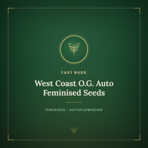 West Coast O.G. Auto Feminised Seeds West Coast O.G. Auto Feminised Seeds
