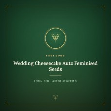 Wedding Cheesecake Auto Feminised Seeds Wedding Cheesecake Auto Feminised Seeds