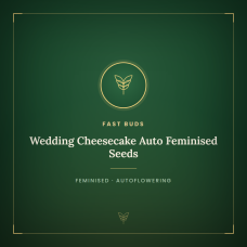 Wedding Cheesecake Auto Feminised Seeds Wedding Cheesecake Auto Feminised Seeds