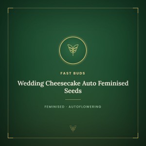 Wedding Cheesecake Auto Feminised Seeds Wedding Cheesecake Auto Feminised Seeds