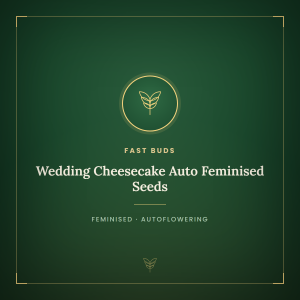 Wedding Cheesecake Auto Feminised Seeds Wedding Cheesecake Auto Feminised Seeds