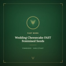 Wedding Cheesecake FAST Feminised Seeds Wedding Cheesecake FAST Feminised Seeds