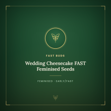 Wedding Cheesecake FAST Feminised Seeds Wedding Cheesecake FAST Feminised Seeds
