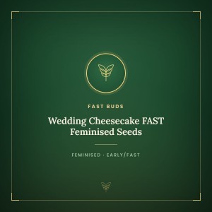 Wedding Cheesecake FAST Feminised Seeds Wedding Cheesecake FAST Feminised Seeds