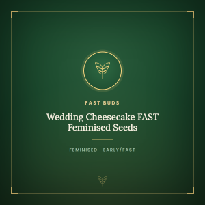 Wedding Cheesecake FAST Feminised Seeds Wedding Cheesecake FAST Feminised Seeds