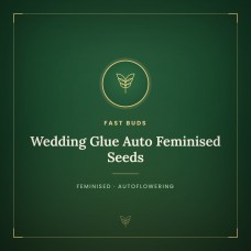Wedding Glue Auto Feminised Seeds Wedding Glue Auto Feminised Seeds