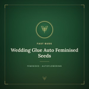 Wedding Glue Auto Feminised Seeds Wedding Glue Auto Feminised Seeds